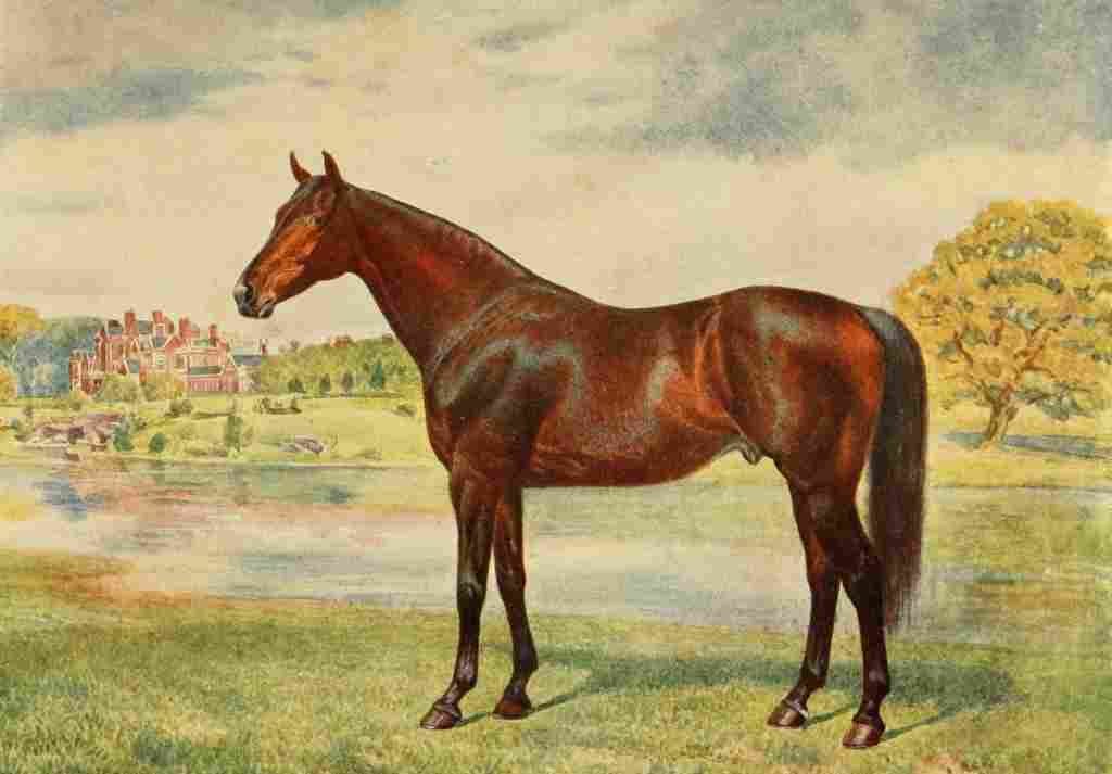 The New Book Horse 1911 Persimmon A4 Photo Print