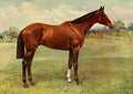 The New Book Horse 1911 Spearmint A4 Photo Print
