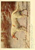 The New Book of the Dog 1911 Maud Earl 1864 1943 Borzoi A4 Photo Print