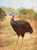 The Peoples Natural History 1903 Casowary A4 Photo Print