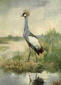 The Peoples Natural History 1903 Crowned Crane A4 Photo Print