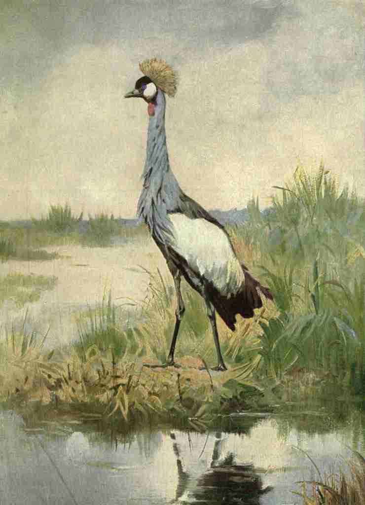The Peoples Natural History 1903 Crowned Crane A4 Photo Print