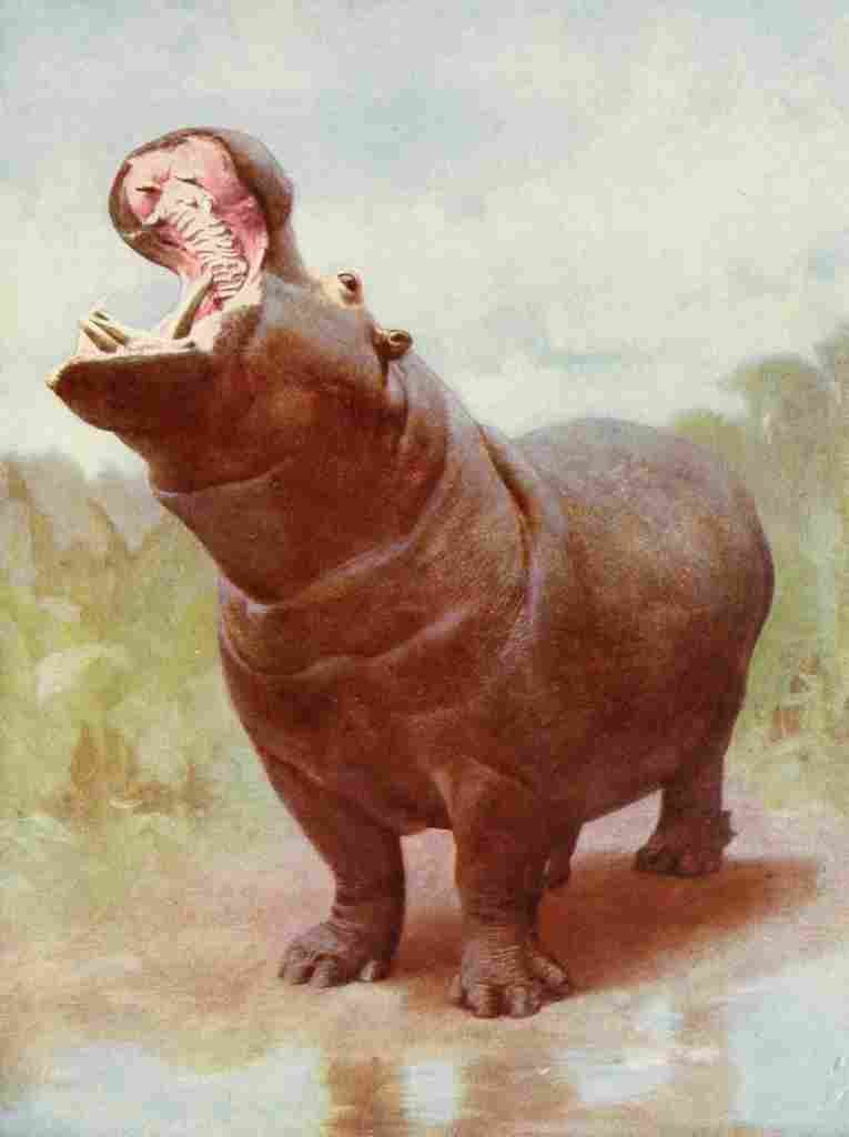 The Peoples Natural History 1903 Hippo gaping A4 Photo Print