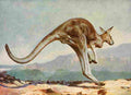 The Peoples Natural History 1903 Kangaroo leaping A4 Photo Print
