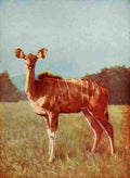 The Peoples Natural History 1903 Kudo female A4 Photo Print
