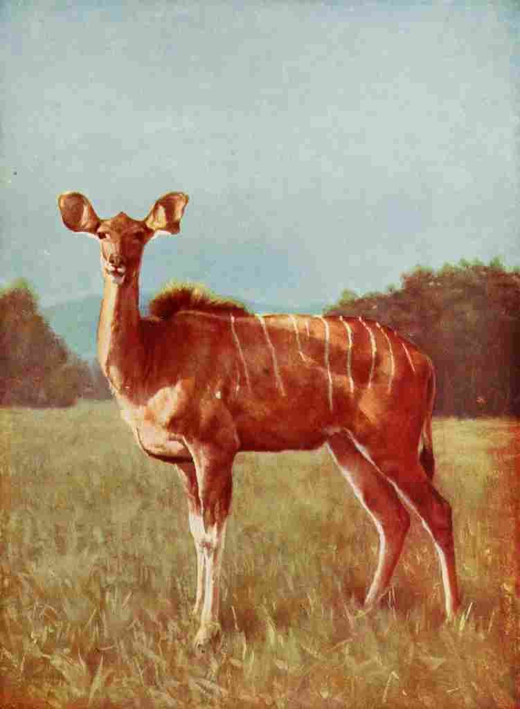The Peoples Natural History 1903 Kudo female A4 Photo Print