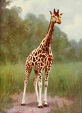 The Peoples Natural History 1903 Northern giraffe A4 Photo Print