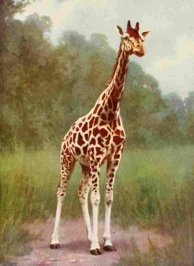 The Peoples Natural History 1903 Northern giraffe A4 Photo Print