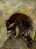 The Peoples Natural History 1903 Racoon A4 Photo Print