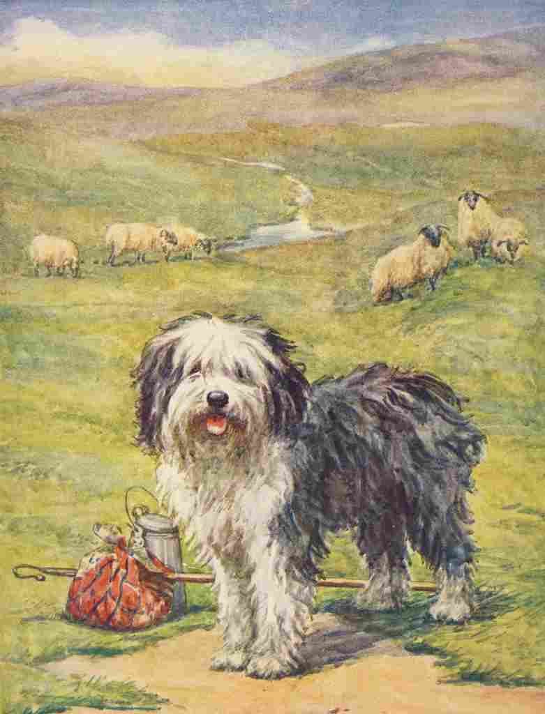 The Prize Annual 1930 Old English Sheepdog A4 Photo Print