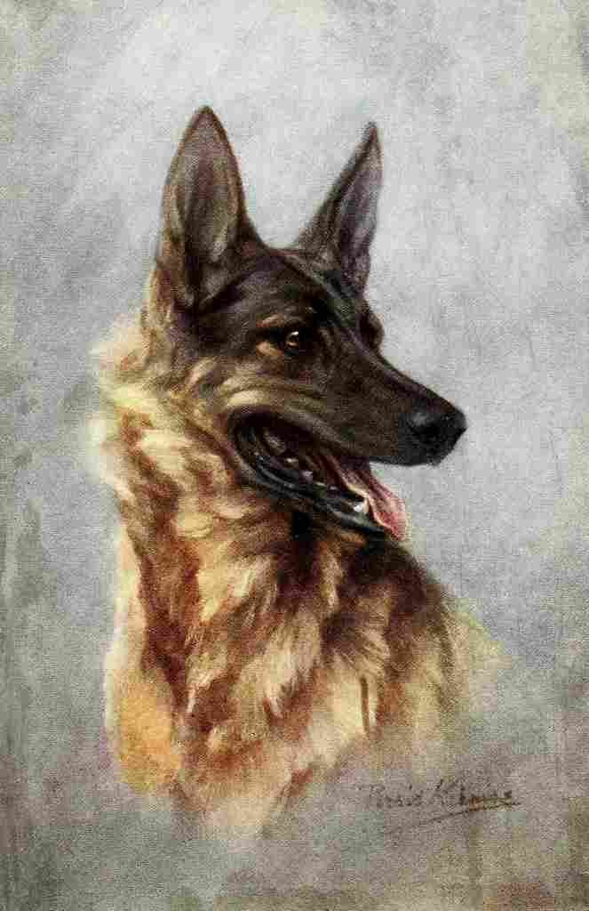 The Story Dog 1939 German Shepherd A4 Photo Print