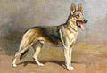 The Story Dog 1939 I Rivst German Shepherd A4 Photo Print