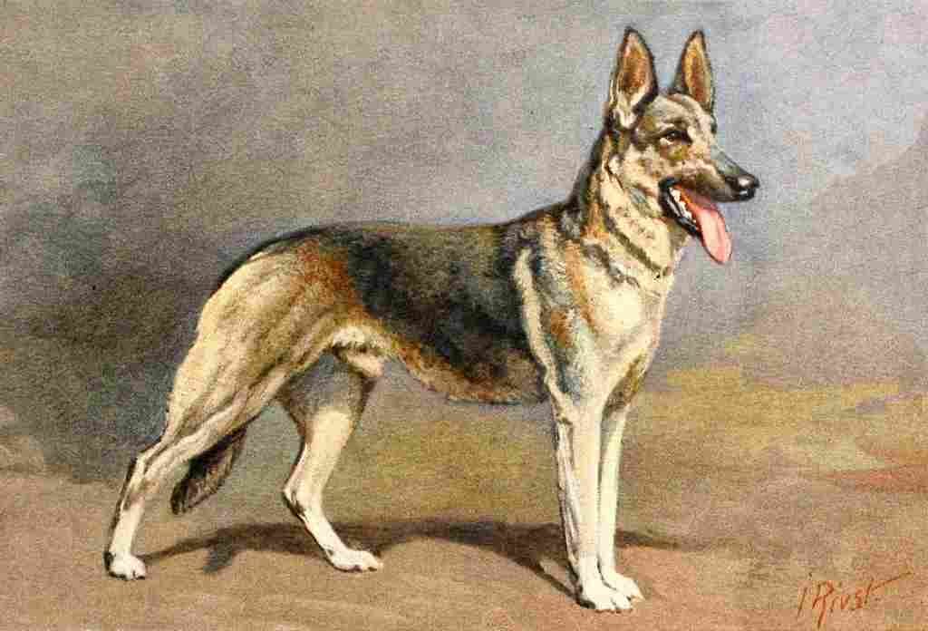 The Story Dog 1939 I Rivst German Shepherd A4 Photo Print