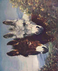 The Wonder Book of Animals The Wise Ones Donkeys A4 Photo Print