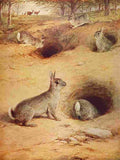 The Wonder Book of Animals William Luker Rabbits A4 Photo Print