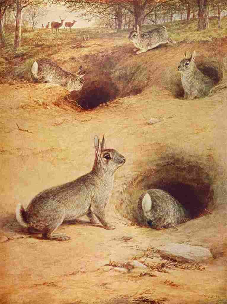 The Wonder Book of Animals William Luker Rabbits A4 Photo Print
