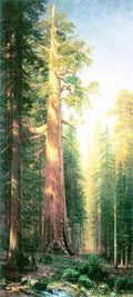 The big trees Mariposa Grove California Bierstadt card 1 third light A4 Photo Print