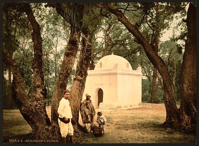 The sacred wood Blidah Vintage A4 Photo Print
