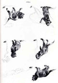 Theophile Steinlen cat it burns 1898 1 A4 Photo Print
