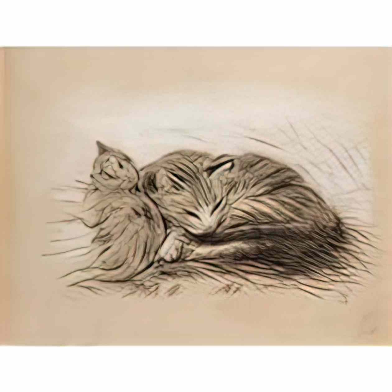 Theophile Steinlen cats drawing Art A4 Photo Print