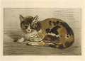 Theophile Steinlen little cat 1898 Art A4 Photo Print