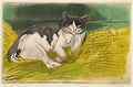 Theophile Steinlen old cat 1902 Art A4 Photo Print