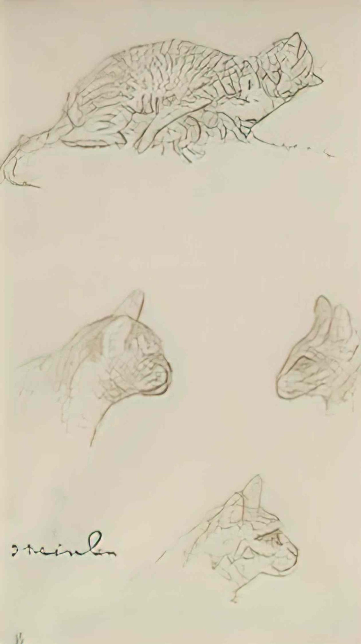 Theophile Steinlen study of cats 1 Art A4 Photo Print