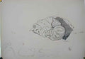 Theophile Steinlen study of cats 2 Art A4 Photo Print