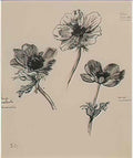 Theophile Steinlen trois etudes d anemones Art A4 Photo Print