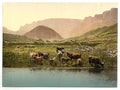 Thirsty cattle Vintage A4 Photo Print