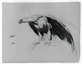 Thomas Sully eagle from sketchbook Art A4 Photo Print