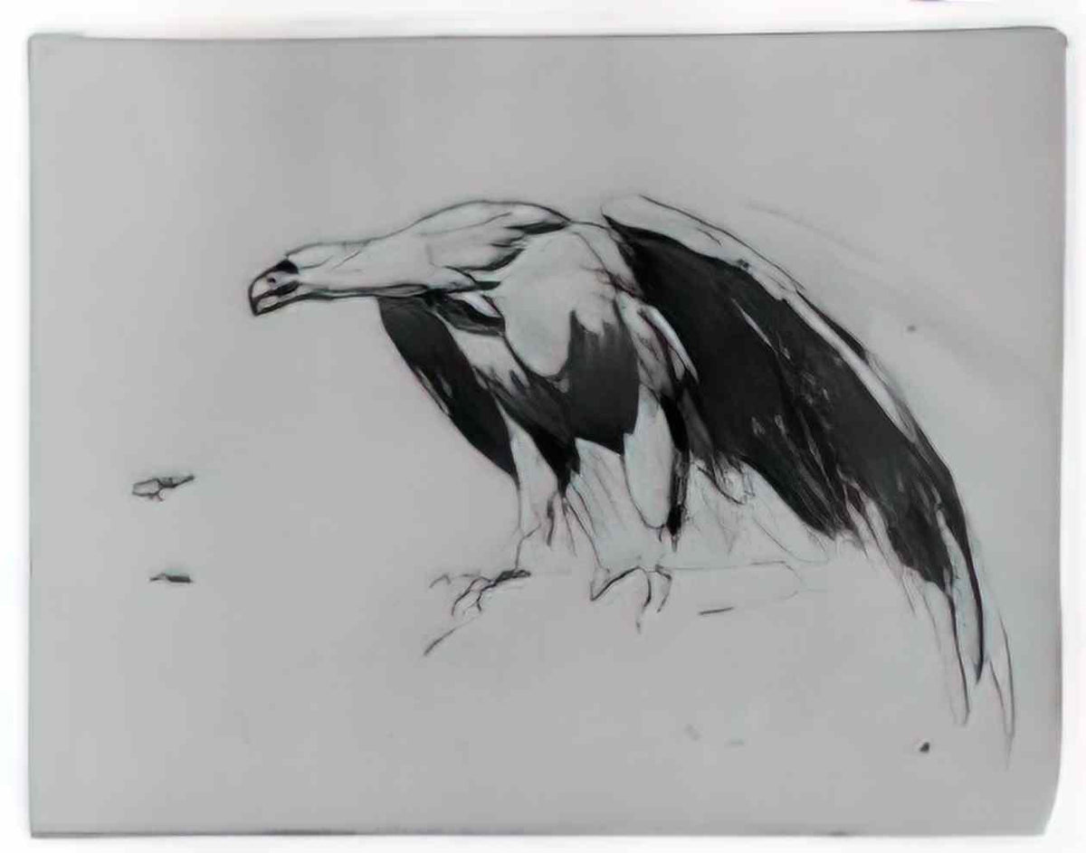 Thomas Sully eagle from sketchbook Art A4 Photo Print
