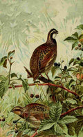 Thompson EE Birds of E North America 1896 Bob White A4 Photo Print