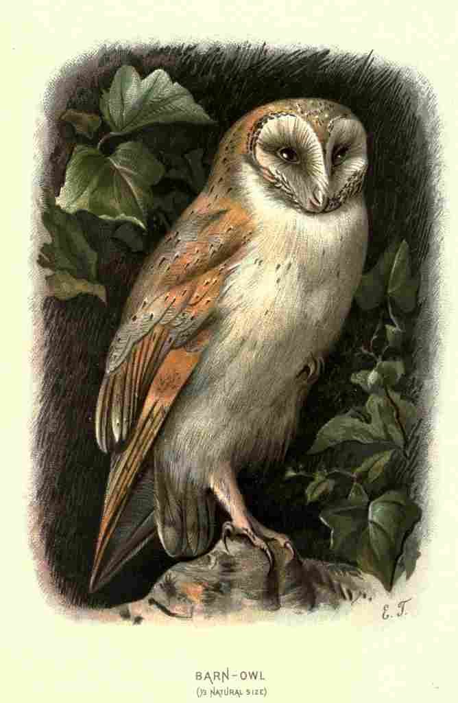 Thompson EE Familiar Wild Birds 1883 Barn Owl A4 Photo Print