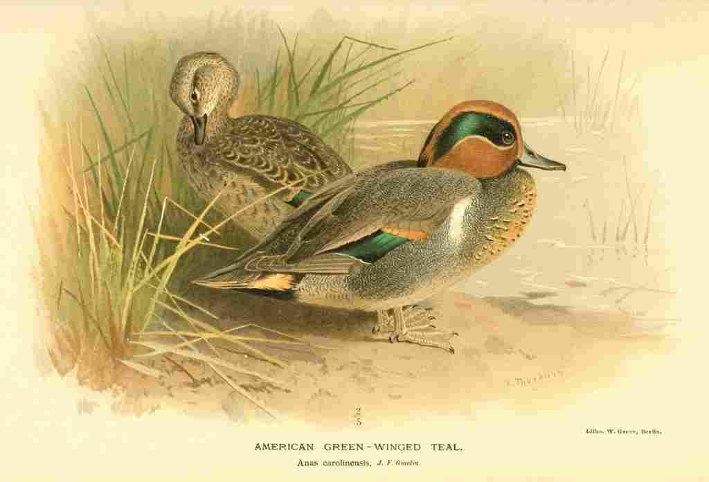 Thorburn A 1885 American Green winged Teal A4 Photo Print