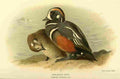 Thorburn A 1885 Harlequin Duck A4 Photo Print
