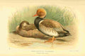 Thorburn A 1885 Red crested Pochard A4 Photo Print