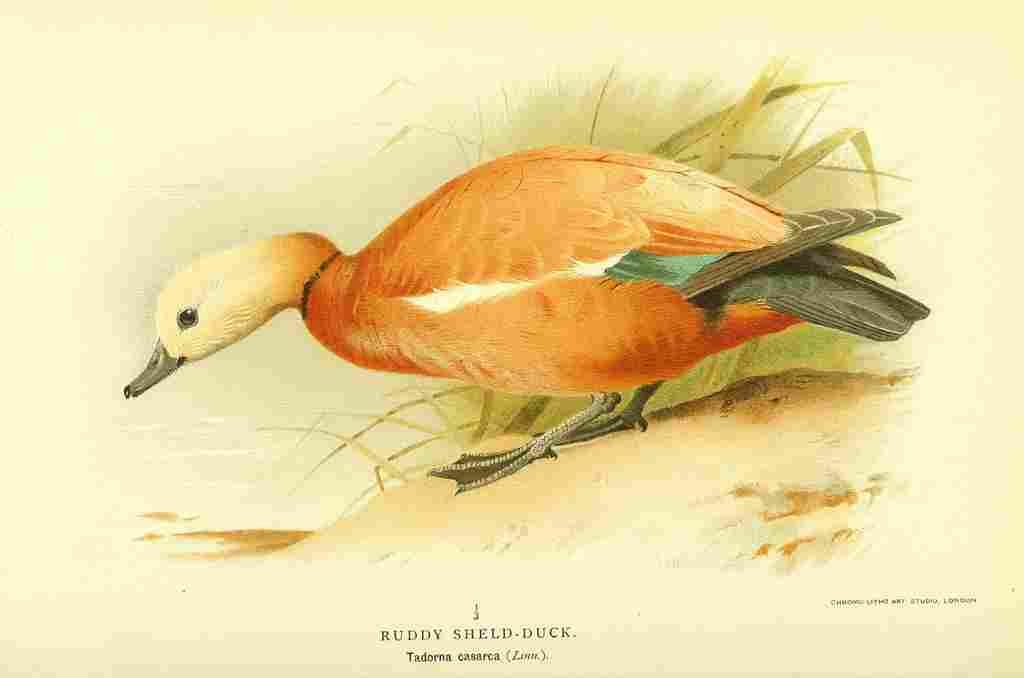 Thorburn A 1885 Ruddy Sheld Duck A4 Photo Print