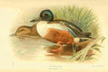 Thorburn A 1885 Shoveller A4 Photo Print
