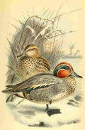 Thorburn A 1885 Teal A4 Photo Print