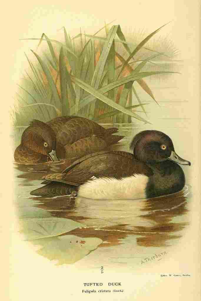 Thorburn A 1885 Tufted Duck A4 Photo Print