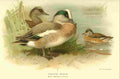 Thorburn A 1885 Wigeon American A4 Photo Print