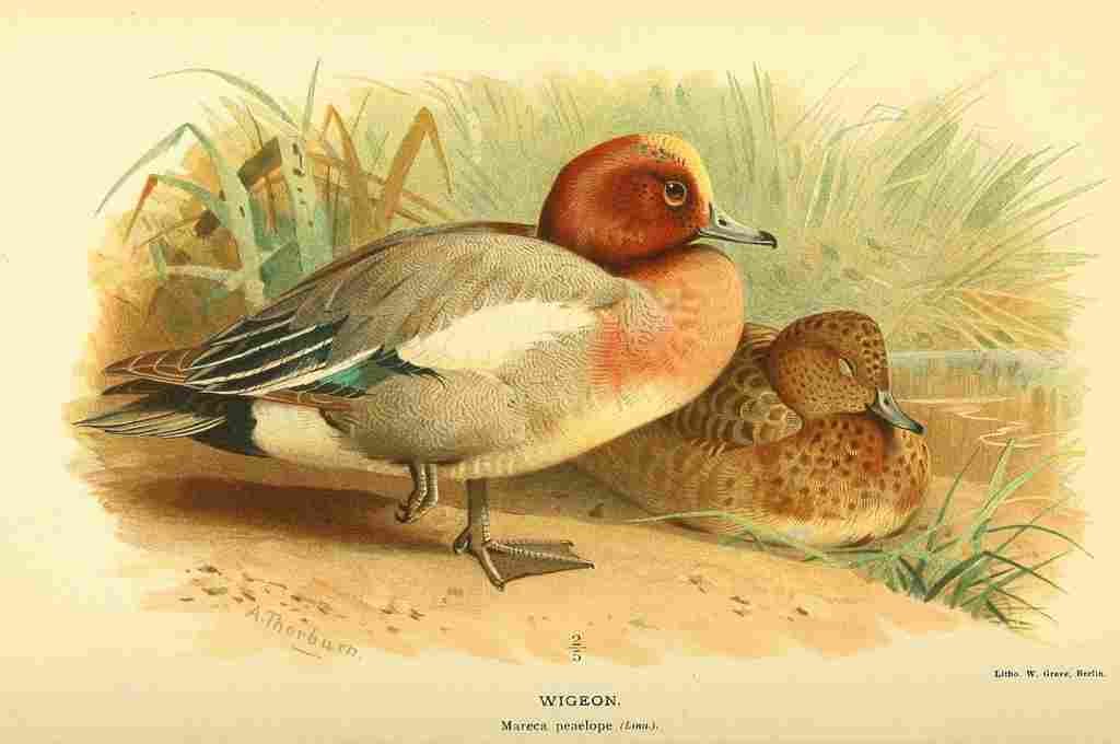 Thorburn A 1885 Wigeon A4 Photo Print
