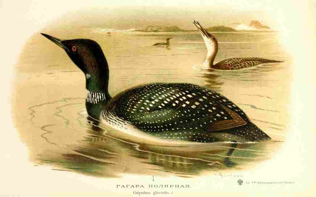 Thorburn A Okhotnichi i promyslovyia 1900 Great Northern Diver A4 Photo Print