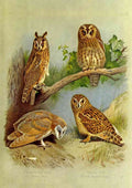 Thorburn Archibald 1860 1935 British Birds 1915 Owls 1 A4 Photo Print