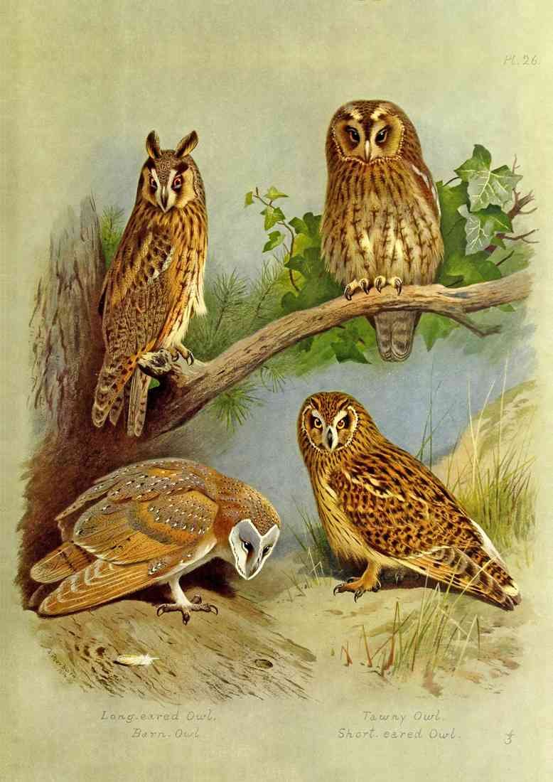 Thorburn Archibald 1860 1935 British Birds 1915 Owls 1 A4 Photo Print