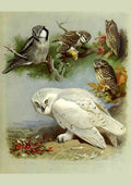 Thorburn Archibald 1860 1935 British Birds 1915 Owls 2 A4 Photo Print