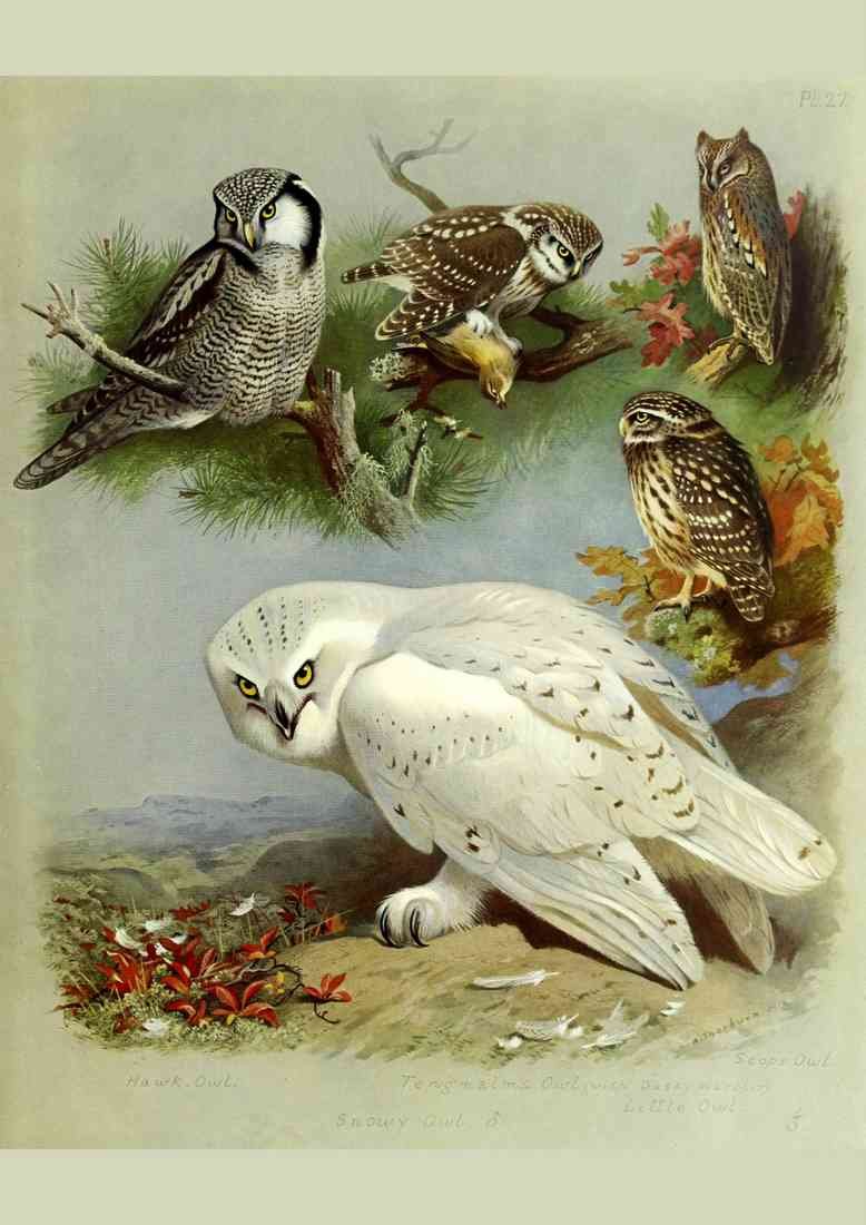 Thorburn Archibald 1860 1935 British Birds 1915 Owls 2 A4 Photo Print