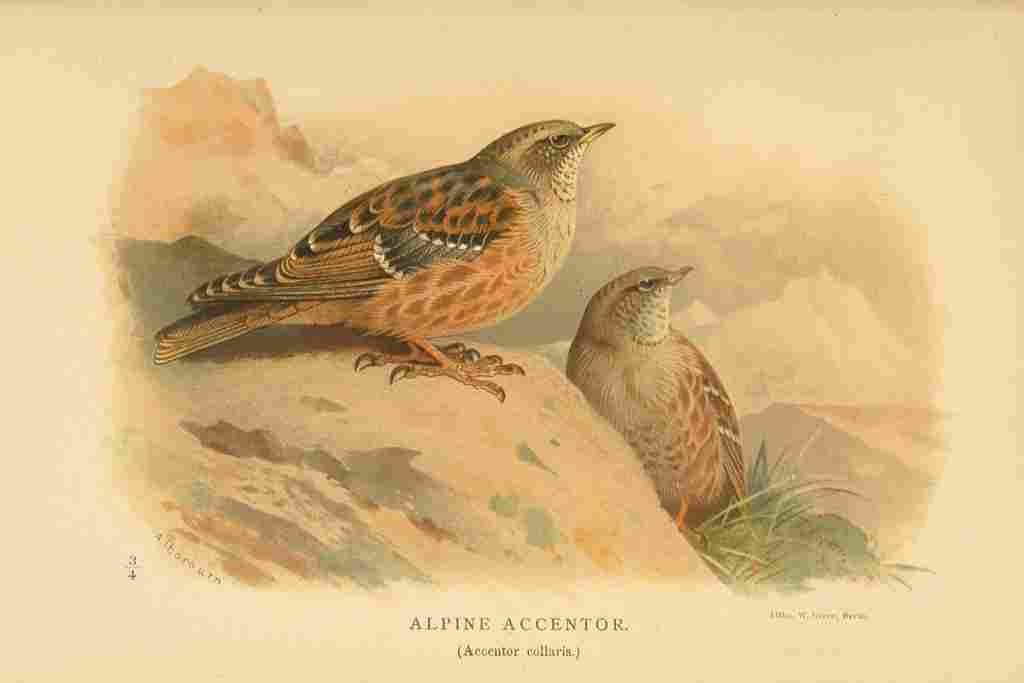 Thorburn Archibald 1885 Accentor Alpine A4 Photo Print