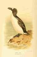Thorburn Archibald 1885 Auk Great A4 Photo Print